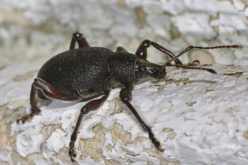 Dodecastichus geniculatus, Curculionidae